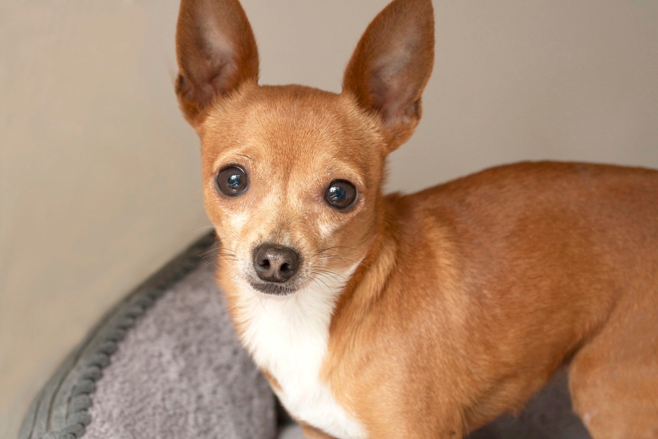 ginger chihuahua