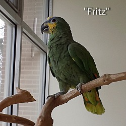 Thumbnail photo of Fritz #3