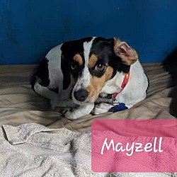 Thumbnail photo of Mayzell #4