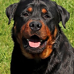 Photo of Zarek