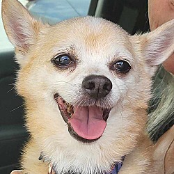 Photo of Hurricane Harvey (AKA Harley)