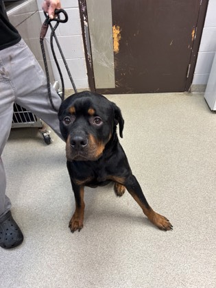 Palm Coast, FL - Rottweiler. Meet Zeus a Pet for Adoption - AdoptaPet.com