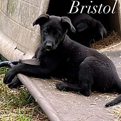 Photo of Bristol Bae