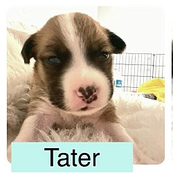 Thumbnail photo of Tater #3