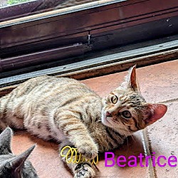 Thumbnail photo of Beatrice #3