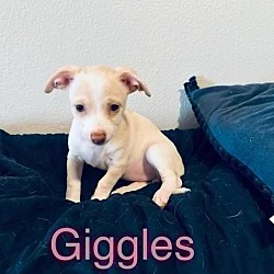 Thumbnail photo of Giggles #3