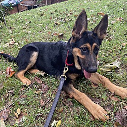 Thumbnail photo of Ranger (4-6 month (PUPPY) #1