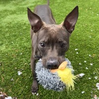 adopt a pet
