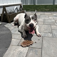 adopt a pet