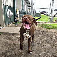 adopt a pet