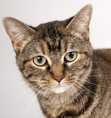 Chicago, IL - Domestic Shorthair. Meet Phoebe a Pet for Adoption ...