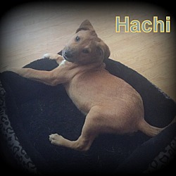 Thumbnail photo of Hachi #4