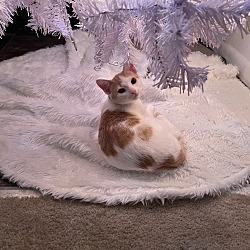 Photo of Simba