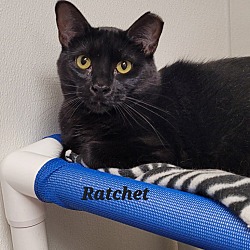 Thumbnail photo of Ratchet #1
