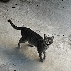 Photo of Kitty Meow Meow