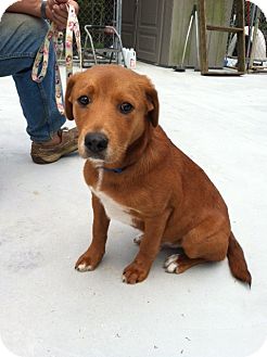 irish setter pitbull mix