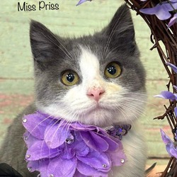 Photo of Miss Priss