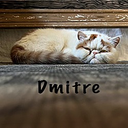 Thumbnail photo of Dmitre #2