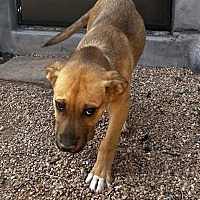 adopt a pet