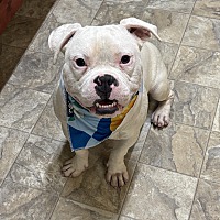 adopt a pet