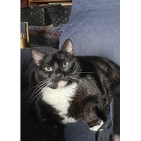 adopt-pet