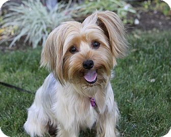 yorkie terrier mix for sale