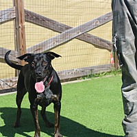 FLIPPERS - Mixed Breed (Medium) available for adoption