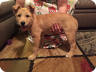 irish terrier chihuahua mix