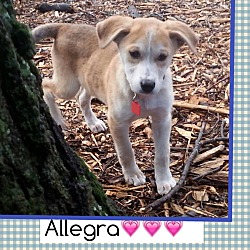 Thumbnail photo of Allegra (Pom) #2