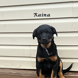 Thumbnail photo of Raina #2