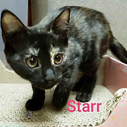 Thumbnail photo of STARR #1