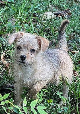 Johnson City, TN - Shih Tzu. Meet Kass a Pet for Adoption - AdoptaPet.com