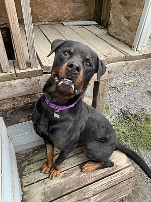 Moscow, ID - Rottweiler/Mixed Breed (Medium). Meet Fozzie a Pet for ...