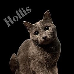 Photo of Hollis