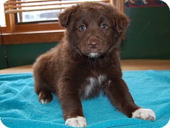 North Judson In Australian Shepherd Meet Brown Bear A Pet For Adoption