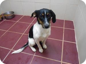 Smooth fox terrier beagle mix discount