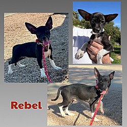 Thumbnail photo of Rebel #2