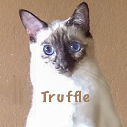 Thumbnail photo of Truffle #1