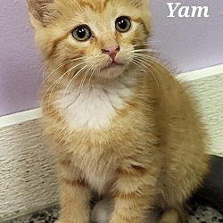 Photo of Yam