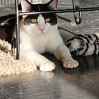 adopt a pet