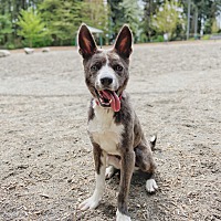 adopt a pet