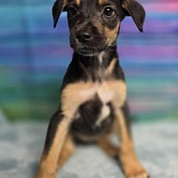 adopt a pet