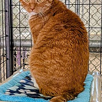 adopt-pet