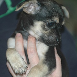 Thumbnail photo of Yarrow - Dahlia Pup #3