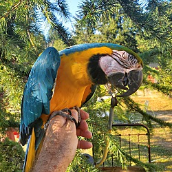 Thumbnail photo of Sandy 26 YO Blue N Gold Macaw #3