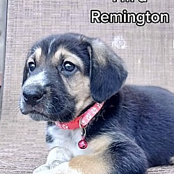 Photo of Remington