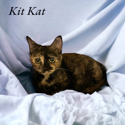 Photo of Kit-Kat