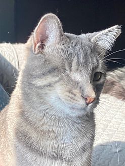 Cat eye drops petsmart top