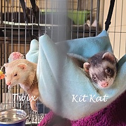 Thumbnail photo of Twix and Kit Kat #1