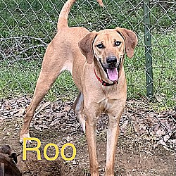 Thumbnail photo of Roo #3